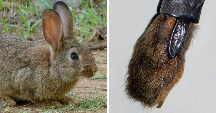 Why Is A Rabbit Foot Good Luck