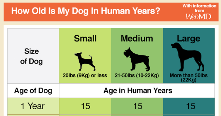 1 human year equals how many dog years