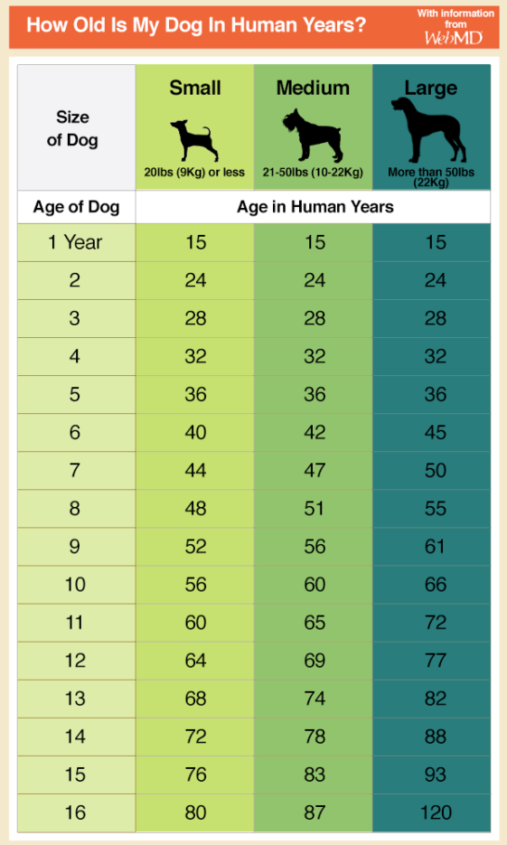 1 year in dog years