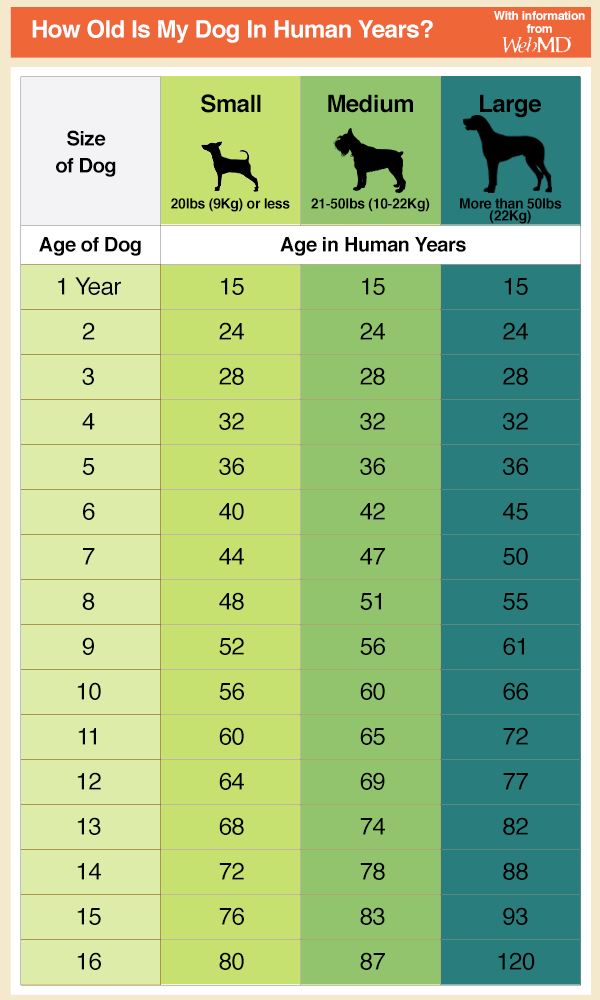 for every human year how old is a dog