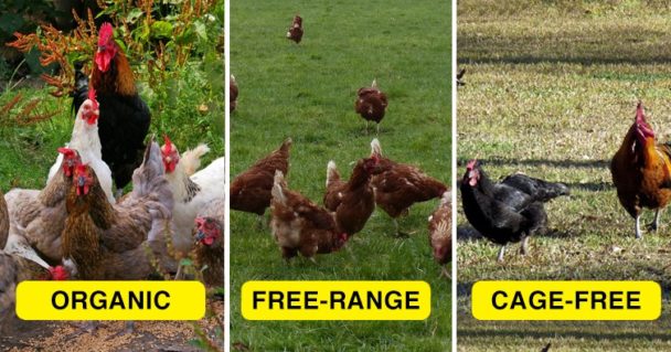 this-is-the-difference-between-organic-free-range-and-cage-free