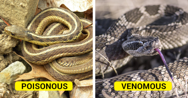 This Is The Difference Between 'Poisonous' And 'Venomous' Snakes - I'm ...